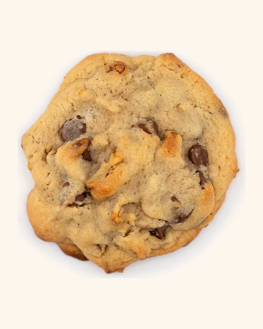 A bear-sized chocolate chip cookie loaded with chocolate chunks and walnut pieces